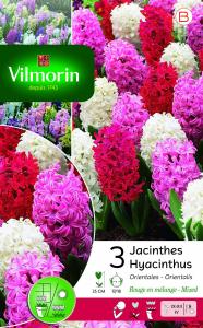 Jacinthe Rouge En Mélange (x3)